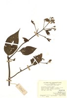 藏品(胡蔓藤)的圖片